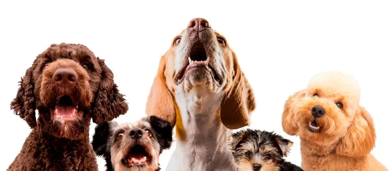 Imagem de capa: Marketing digital para pet shops e clínicas veterinárias: o guia completo